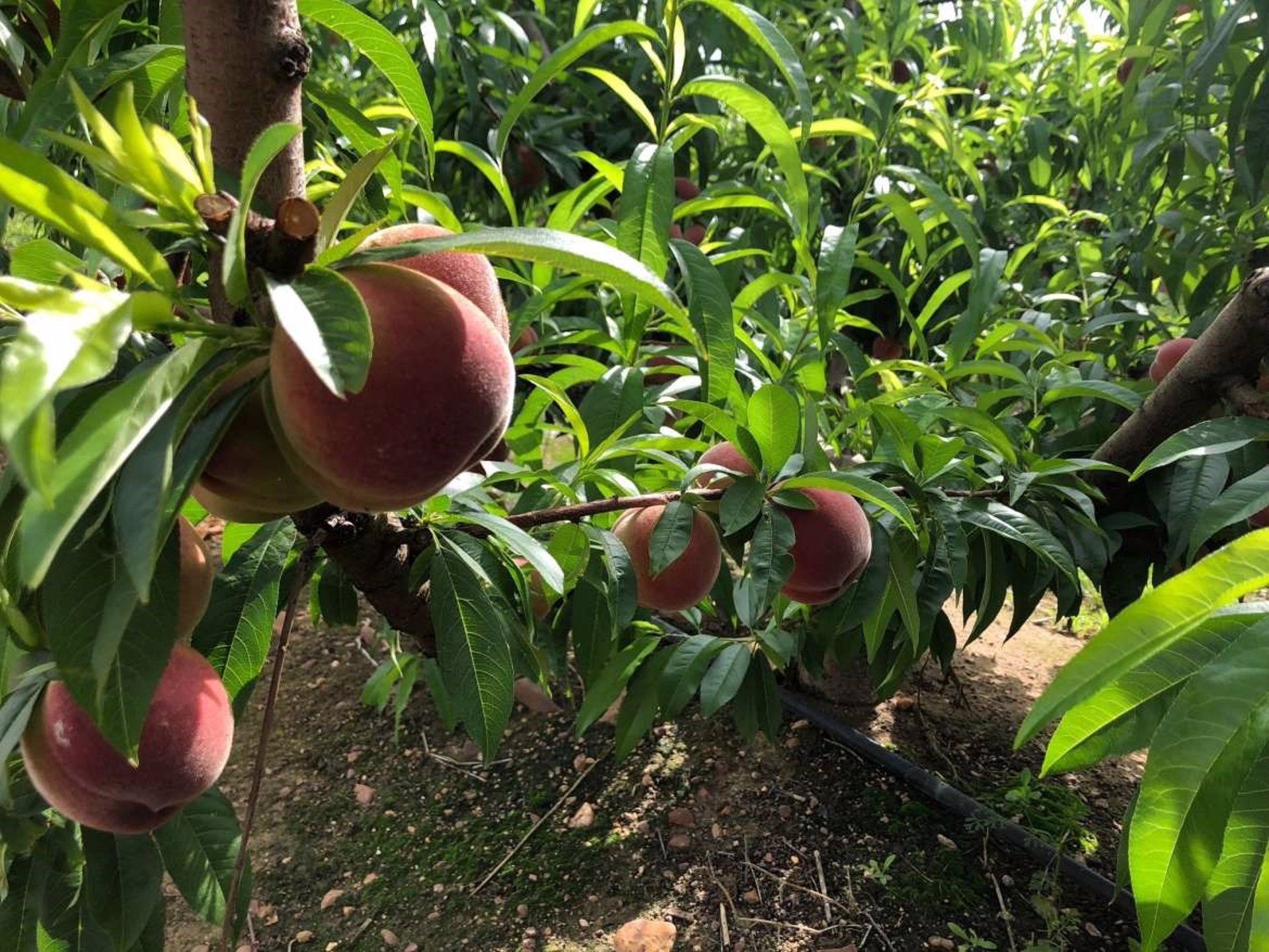 Unión de Uniones reclama mejoras «urgentes» en el seguro de fruta dulce y no limitar la producción asegurada